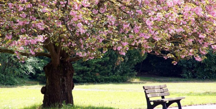 Bench under a tree with pretty flowers