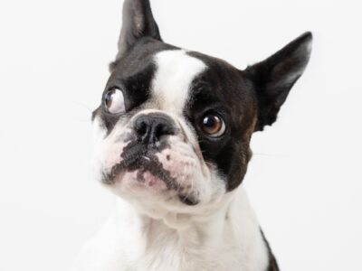 Finn is the Chief Morale Officer at West Legal lawyers in Calgary, Alberta, Canada