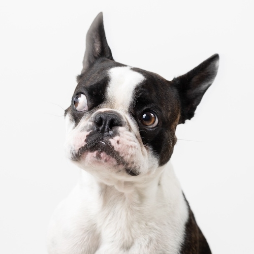 Portrait of Finn, Chief Morale Officer and Canine Counsel at West Legal in Calgary, Alberta, Canada